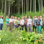 Actiune de indeptare a troscotului japonez la Rucar