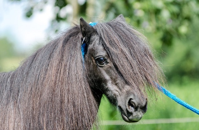 Amendat in Arges pentru un ponie
