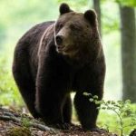 Amenzi de pana la 60000 lei pentru hranirea ursilor