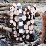 Argesean prins cu lemne fara justificare in camion