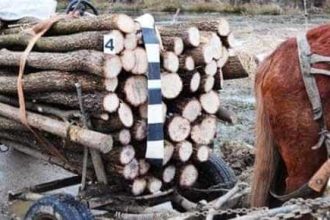 Argesean prins cu lemne fara justificare in camion