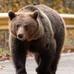 Cioban atacat de urs in Arges