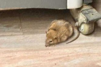 Copil de 5 ani muscat de sobolan