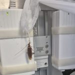 Gandaci gasiti in saloanele pacientilor Spitalului Floreasca