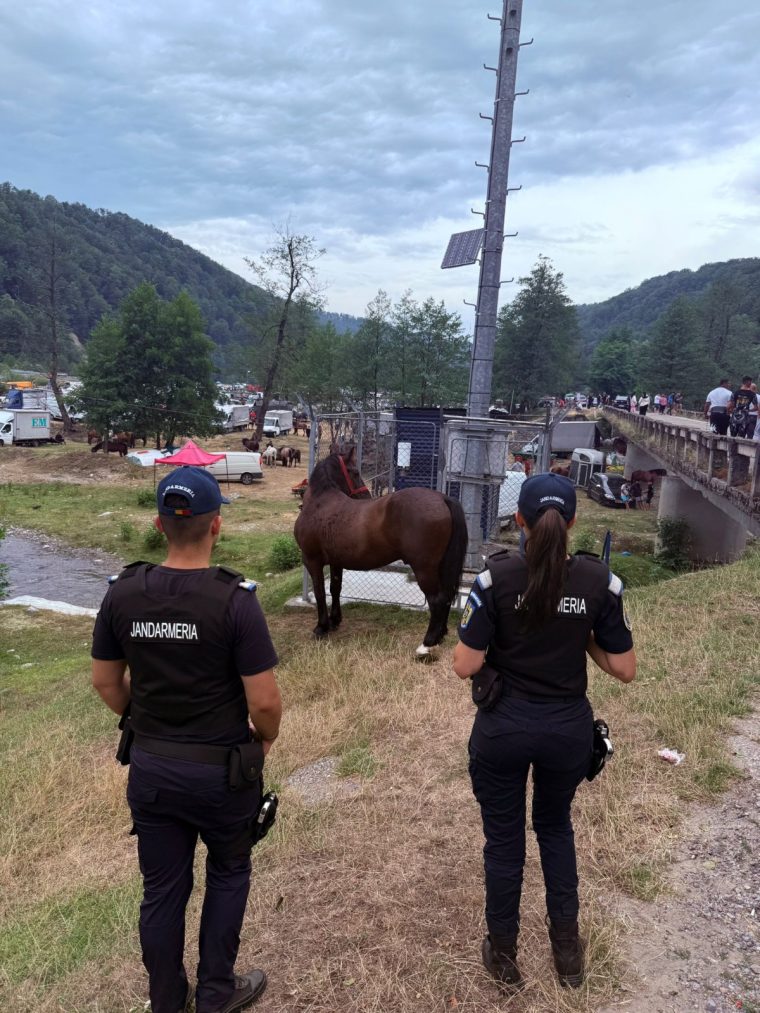 Jandarmii din Arge au recuperat un cal furat