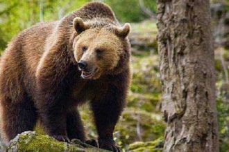 La vanat de urs adunati ca la urs