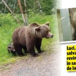 Luci a fost salvat fratii lui disparusera