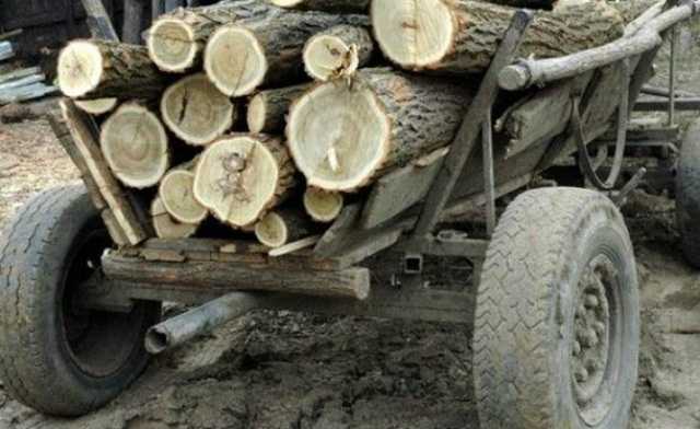 Politist complicele hotilor de lemne Ce pedeapsa a primit