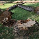 Se vor tai 61 de copaci uscati in parc