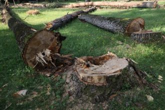 Se vor tai 61 de copaci uscati in parc