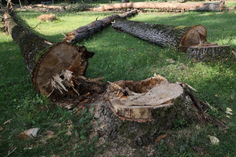 Se vor tai 61 de copaci uscati in parc