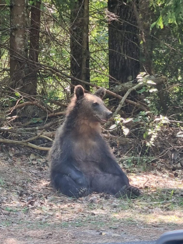 Turist cu masina pe Transfagarasan intalneste 16 ursi