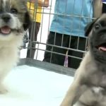 Vanzarea cainilor si pisicilor in pet shop uri interzisa