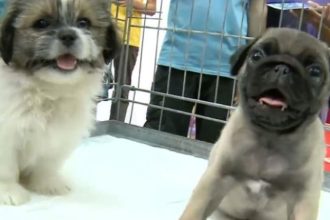 Vanzarea cainilor si pisicilor in pet shop uri interzisa