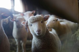 Variola ovina confirmata langa Arges Zone de protectie delimitate