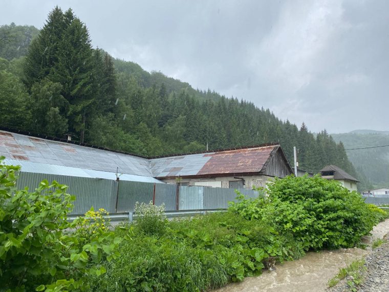 Voluntarii si rangerii curata zona afectata de troscot