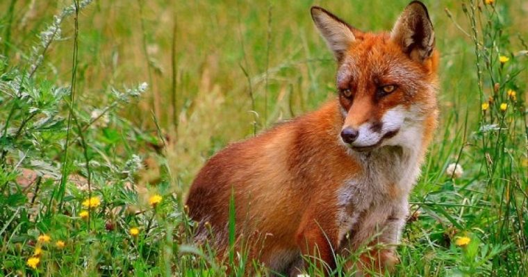 Vulpile devasteaza in Buzoeti