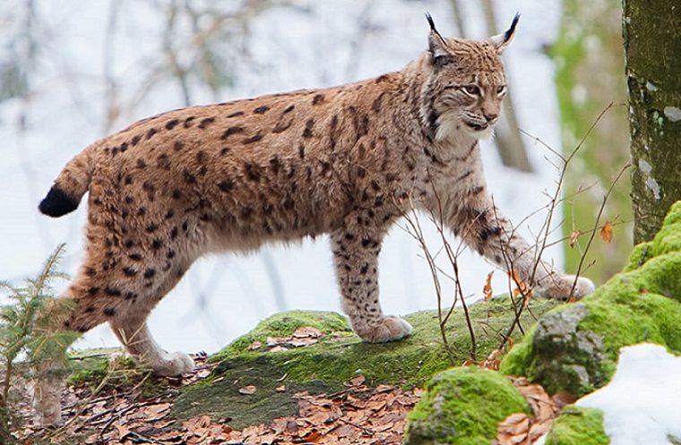 Alert Un rs tinut ca animal de companie a scpat pe strzi la Flticeni