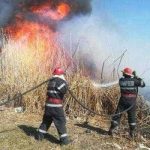 Arge au ars vegetaie uscat i deeuri