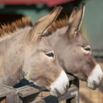 Arges Doi magari dusi legati de masina