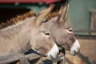 Arges Doi magari dusi legati de masina