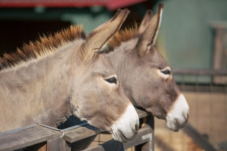 Arges Doi magari dusi legati de masina