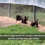 Ce mai face Luci ursuletul orfan