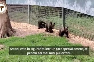 Ce mai face Luci ursuletul orfan