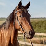 Doi tineri care au chinuit un cal amendati cu 6000 lei