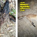 Dupa coruptia la iepuri coruptia la paturnichi distruge specia