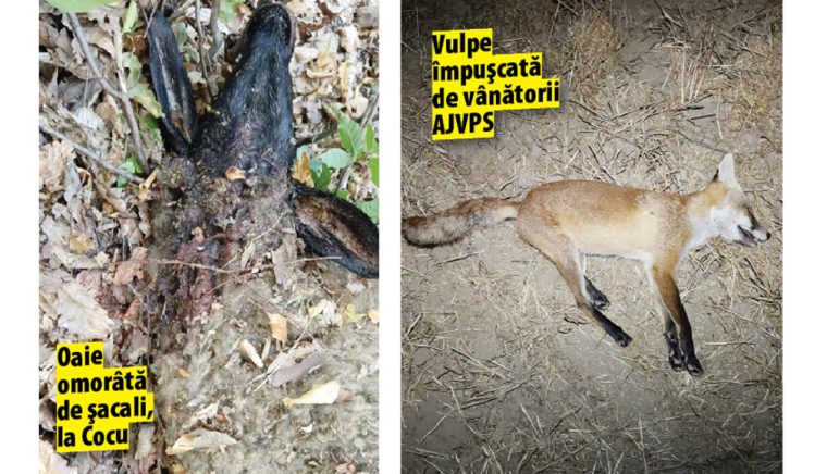 Dupa coruptia la iepuri coruptia la paturnichi distruge specia