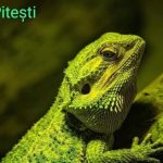 Gradina Zoologica Pitesti deschisa de Sf Maria