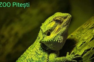 Gradina Zoologica Pitesti deschisa de Sf Maria