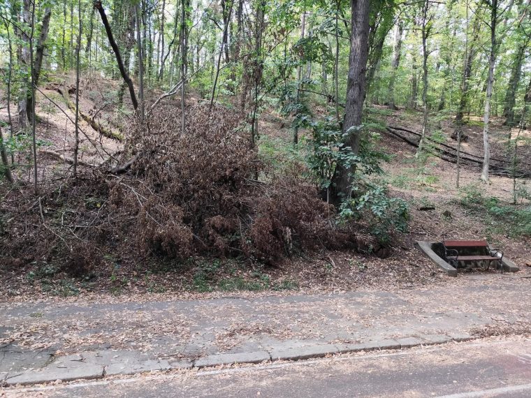 Imagini dezolante din Padurea Trivale copacii cazuti raman neindepartati