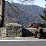 In iulie argeshenii au sunat 112 pentru ursi