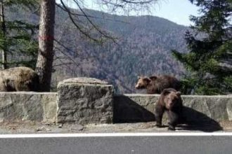 In iulie argeshenii au sunat 112 pentru ursi