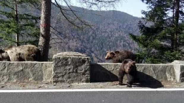 In iulie argeshenii au sunat 112 pentru ursi