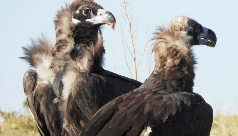 Inainte se bateau cu ursul acum se tem de vulturi