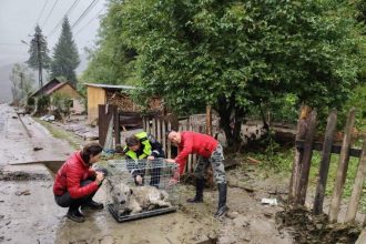 Interventii pentru animale in zonele floodate Brosteni