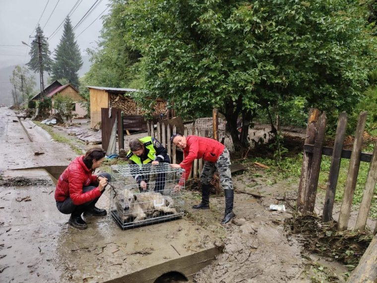 Interventii pentru animale in zonele floodate Brosteni