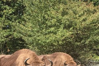 Intrare gratuita la Zoo Pitesti sambata 9 august