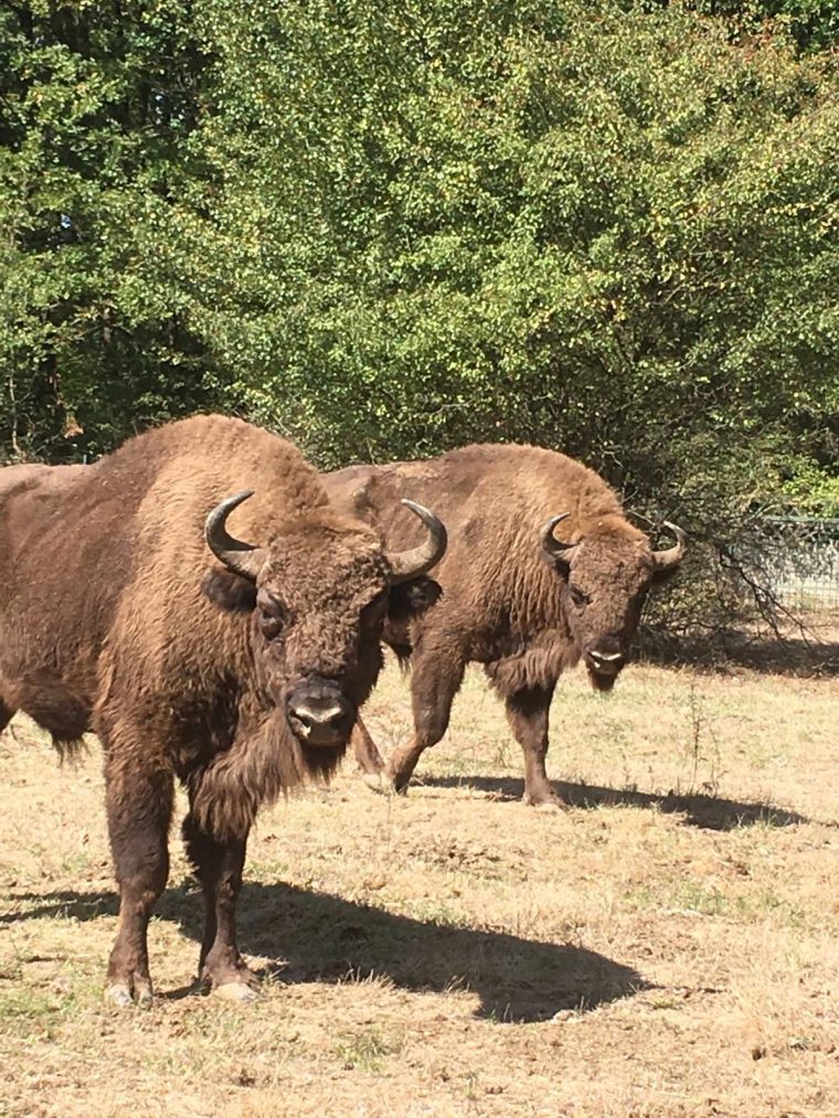 Intrare gratuita la Zoo Pitesti sambata 9 august