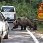 Motociclist atacat de urs pe Transfagarasan