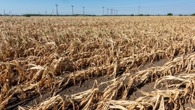 Romania se confrunta cu seceta severa din 13 ani