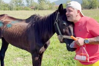 Scarto cal batut salvat de Protectia Animalelor Arges