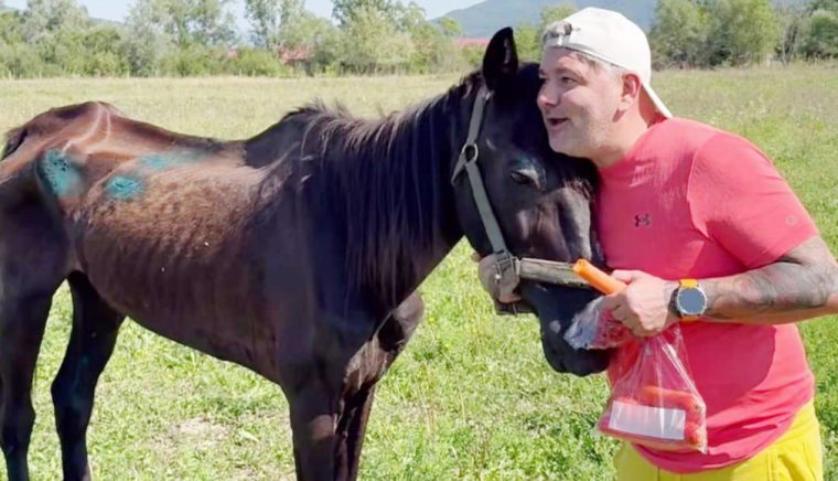 Scarto cal batut salvat de Protectia Animalelor Arges