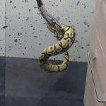 Un barbat a gasit un piton in baie noaptea