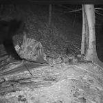 Un urs a devastat un cort in Fagaras