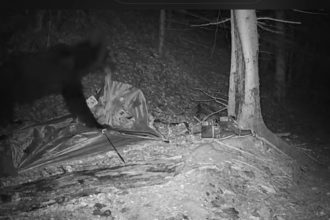 Un urs a devastat un cort in Fagaras