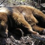 Ursii afectati de substante interzise